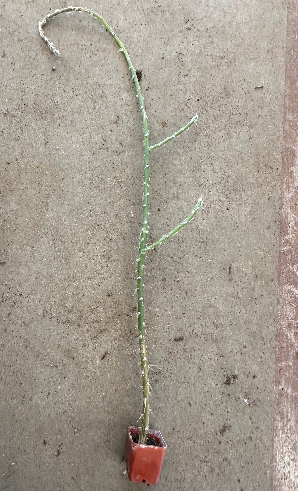 Pereskiopsis spathulata- Alfilerillo