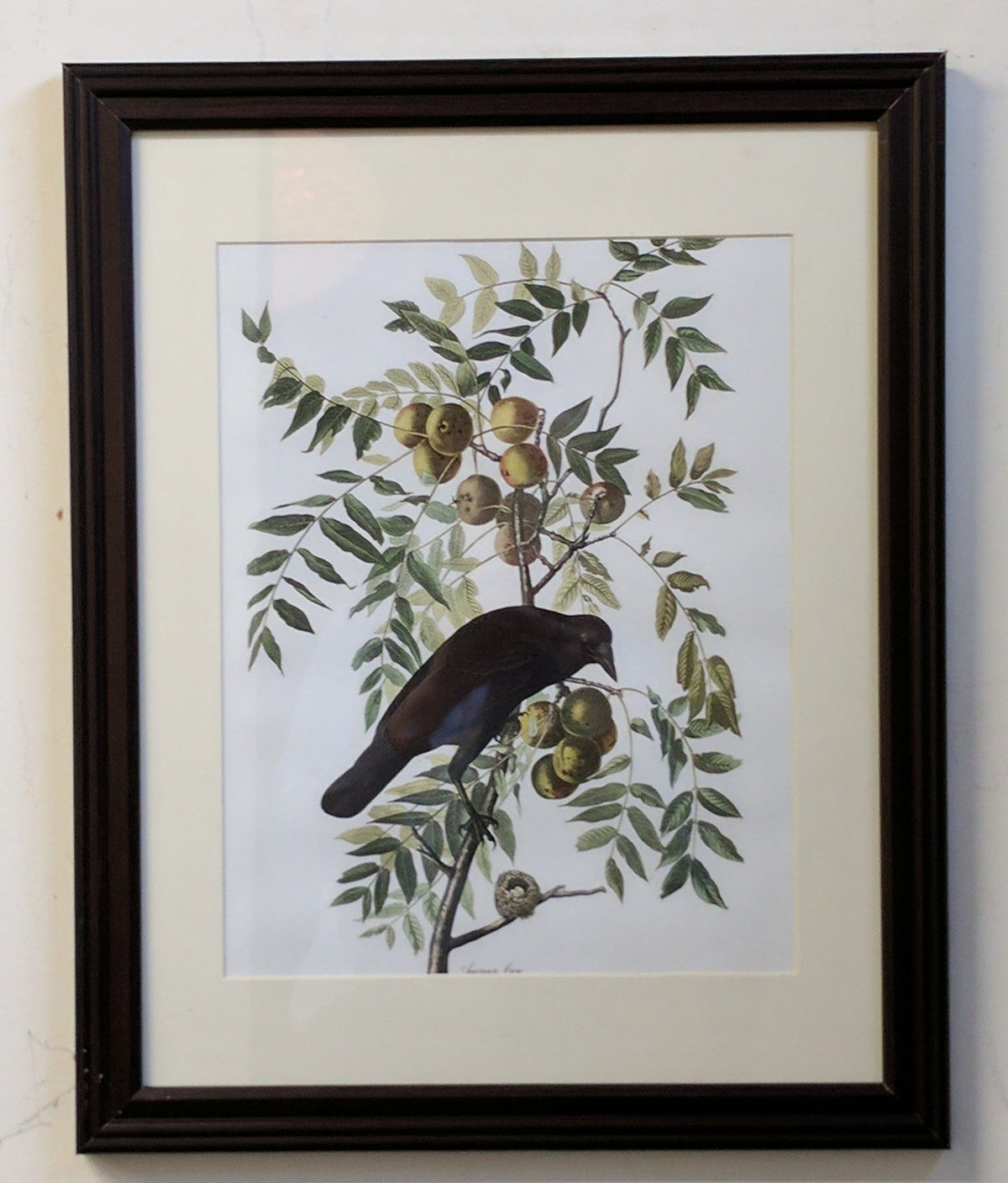 5120 Oil Print After Audubon Birds in a Tree