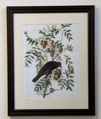 5120 Oil Print After Audubon Birds in a Tree