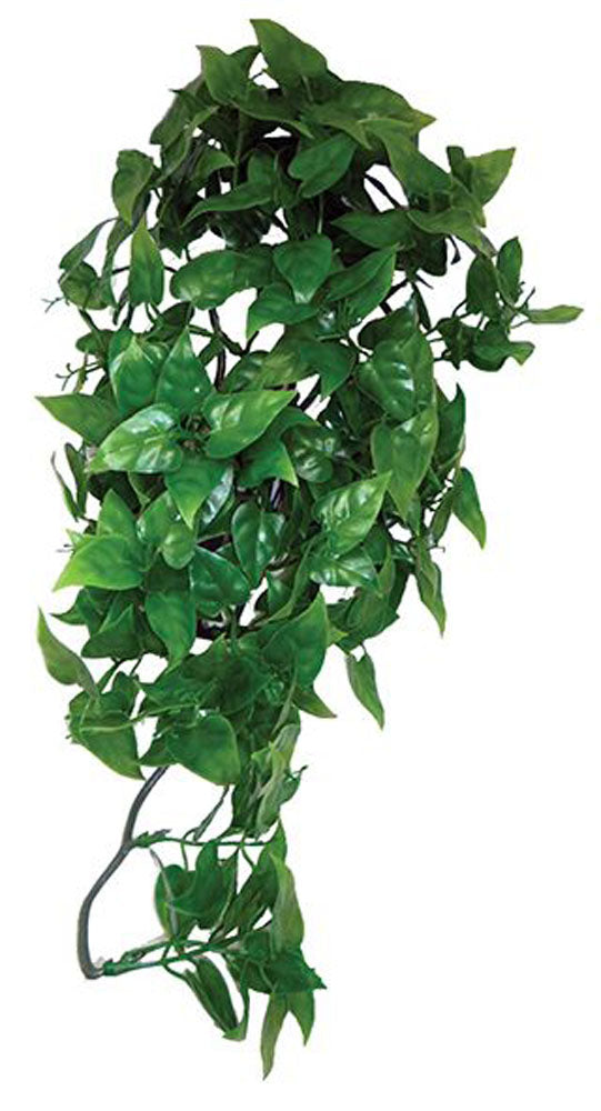 Komodo Philodendron Hanging Plant 40cm