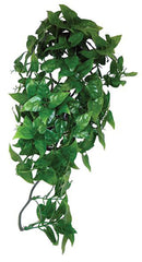 Komodo Philodendron Hanging Plant 40cm
