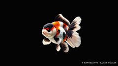 Oranda Panda-Tricolor - Carassius auratus auratus (8-9 cm)