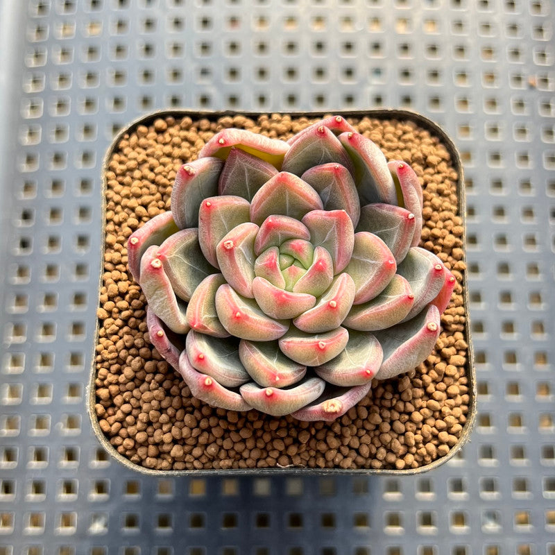 Echeveria 'Scone' 2" New Hybrid Succulent Plant Cutting
