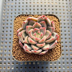 Echeveria 'Scone' 2" New Hybrid Succulent Plant Cutting