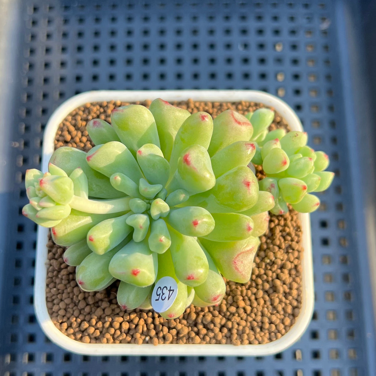 Echeveria 'Heart Ball' 3" Succulent Plant Cutting