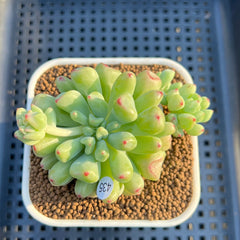 Echeveria 'Heart Ball' 3" Succulent Plant Cutting