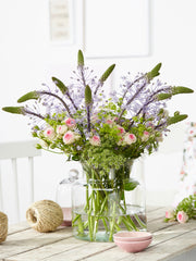 Närbild av stjärnformade blå blommor hos Scilla hyacinthoides ‘Blue Arrow’