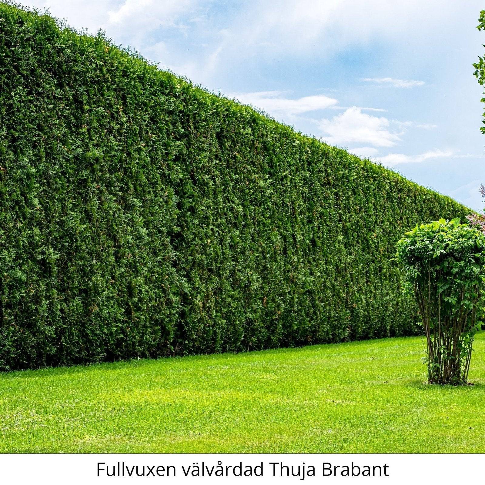 Köp Thuja Brabant 120-140 cm, Co 10 » A Kvalité: A Thuja Brabant