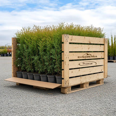 Thuja Brabant 120-140 cm, Co 10 » A