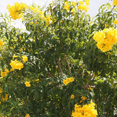 Shrubs - Tecoma - Yellow Bells