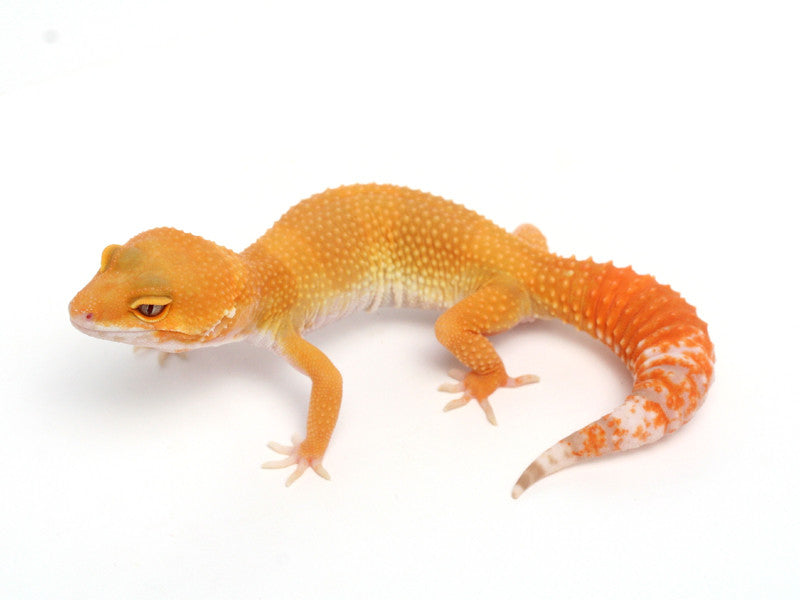 Sunglow Leopard Gecko -  053013B - female