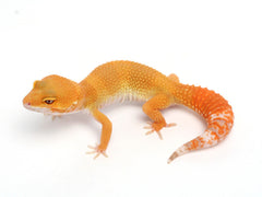 Sunglow Leopard Gecko -  053013B - female