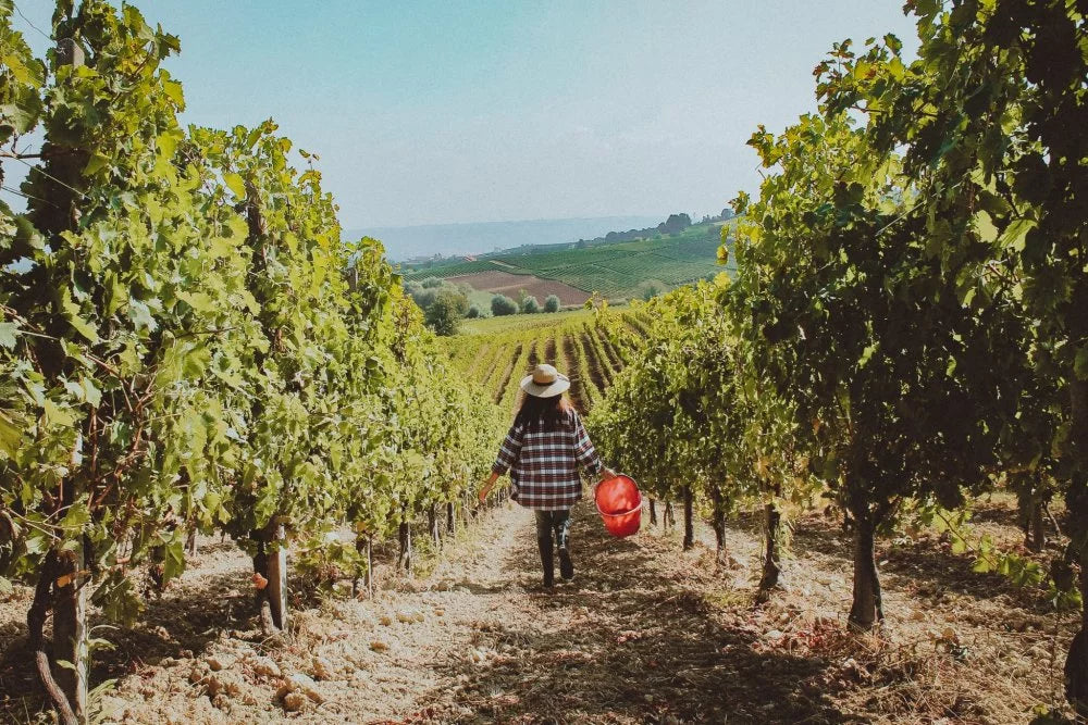 Oddone Prati - Degustazione classica Piemonte Oddone Prati