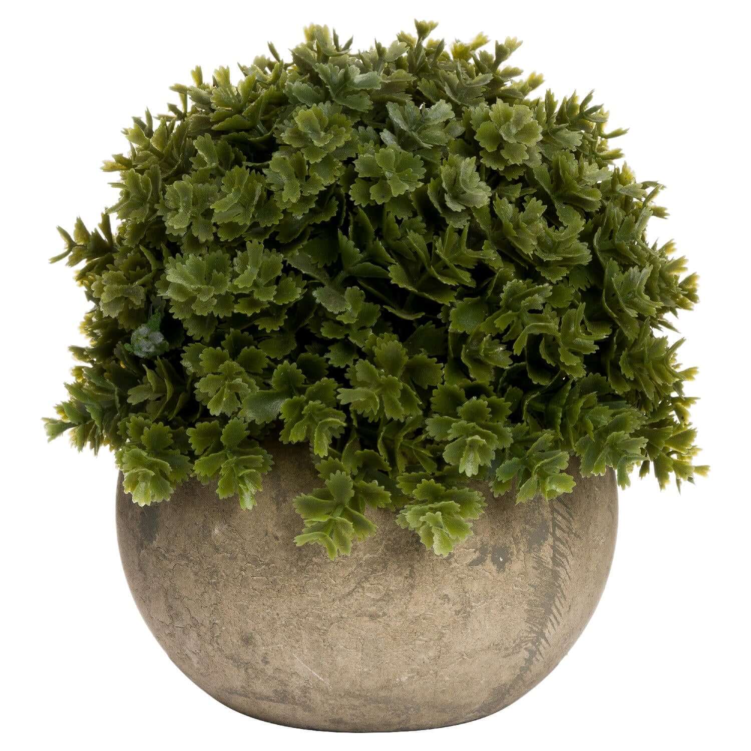 Miniature Hebe Veronica In Pot-0