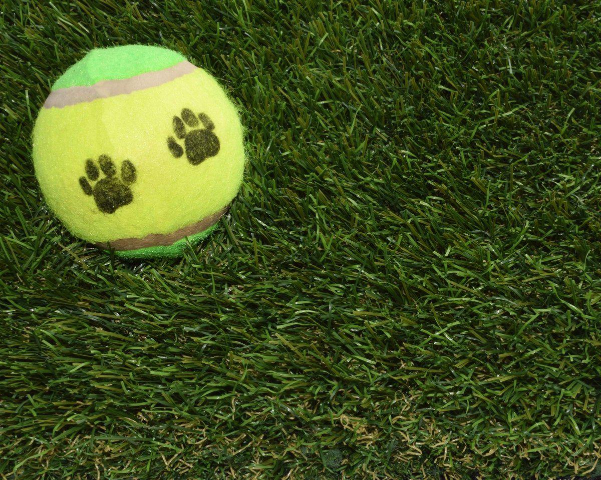 Tennis ball dog toy on Olympia XTREME 43mmm Artificial Grass Sample Square
