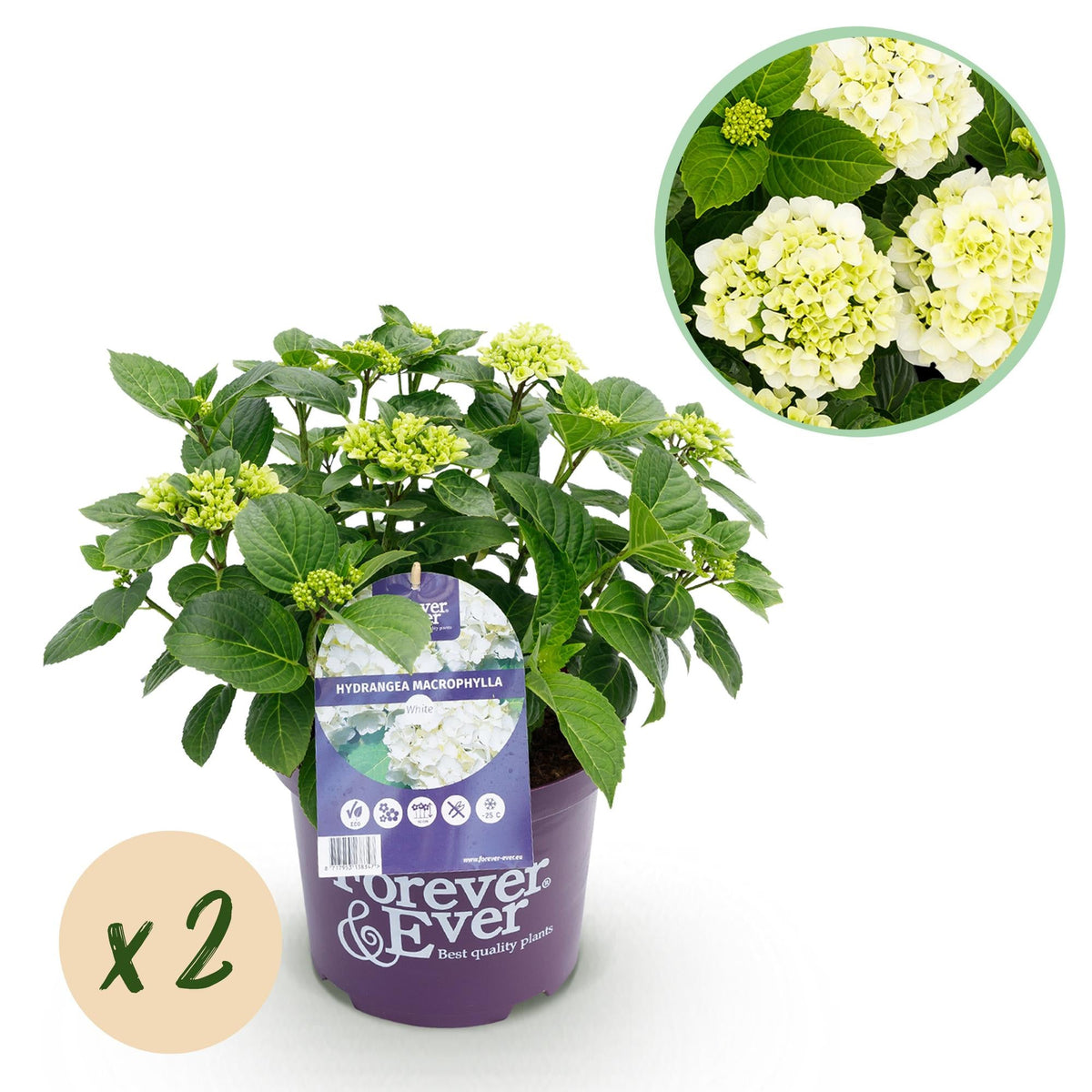 Terrasseplante - Hortensia - Hydrangea Forever & Ever - Hvid - 7-12 Blomster - 2 Planter - Potte 23cm - Højde 55cm