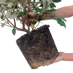 25x Große Ölweide – für 10 Meter Hecke | Elaeagnus ebbingei | 100–125 cm hoch | 12 L Topf