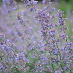 Nepeta Six Hills Giant 9cm